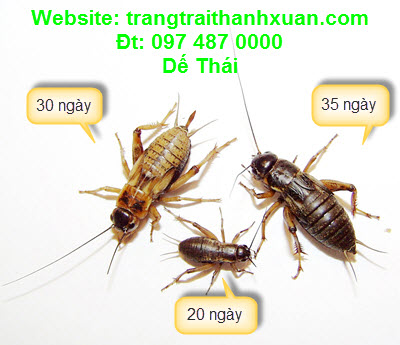 dế thái còn nhỏ.jpg