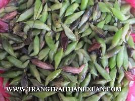 ẤU TRÙNG BƯỚM