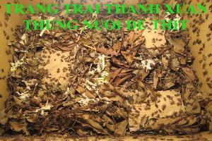 KỸ THUẬT NUÔI DẾ MÈN