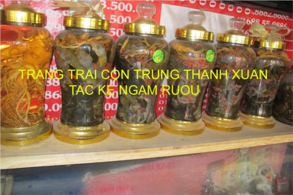 TẮC KÈ THƯƠNG PHẨM